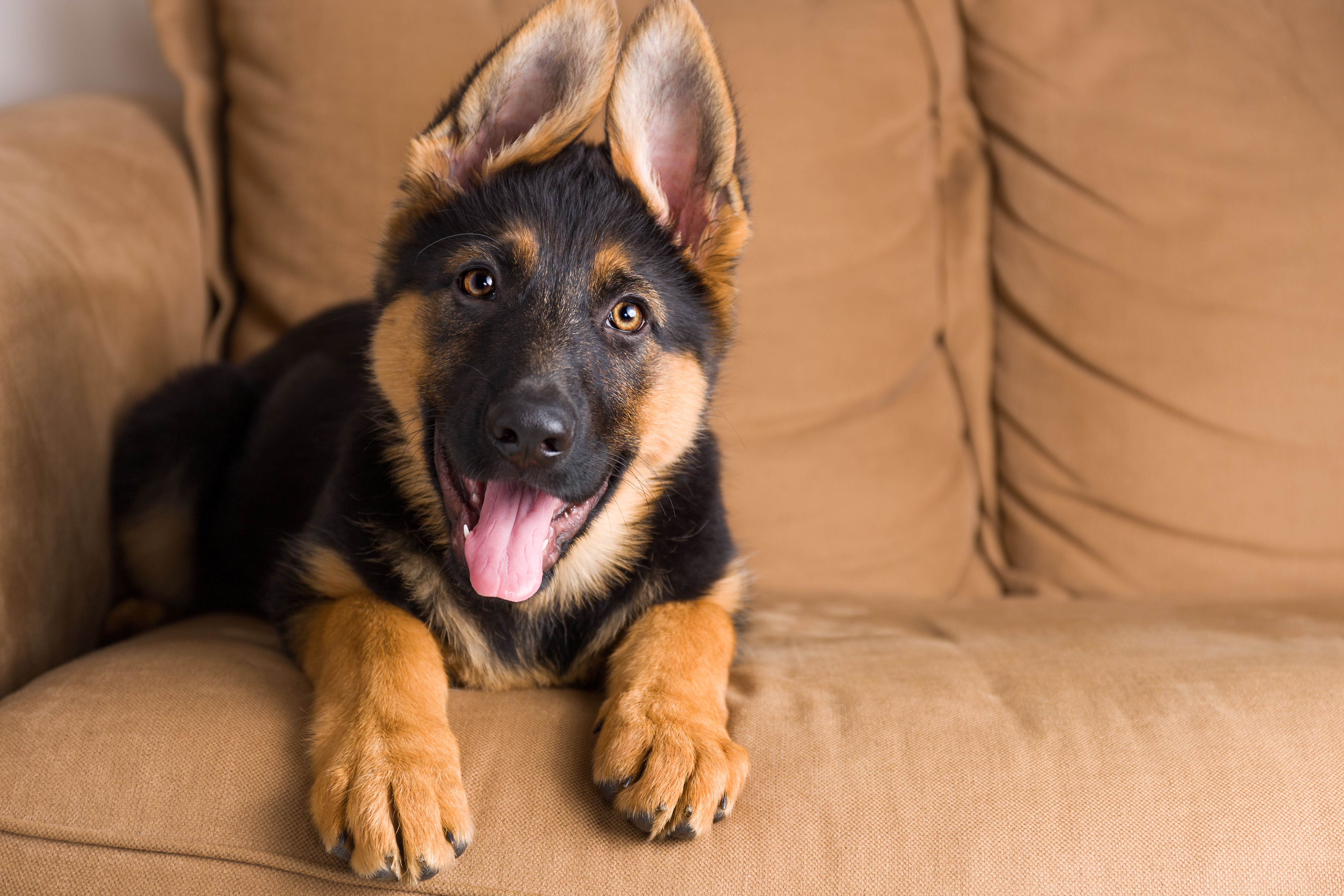 A Smooth Start for Your New Family Member?